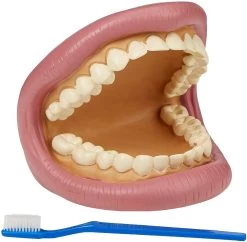 TickiT 03083 Riesiges Zahn-Vorführmodell